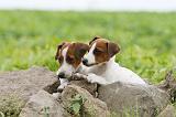 JACK RUSSEL 184